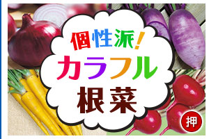 個性派！カラフル根菜