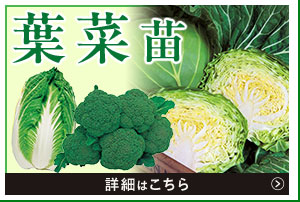 葉菜苗