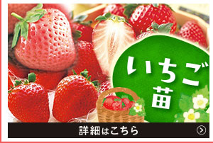 いちご苗