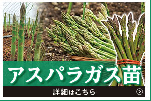 アスパラガス苗