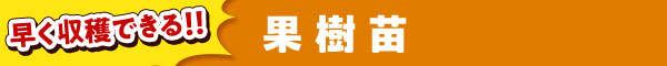 果樹苗