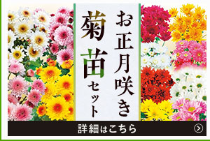 お正月咲き菊苗