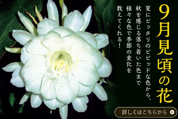 9月見頃の花