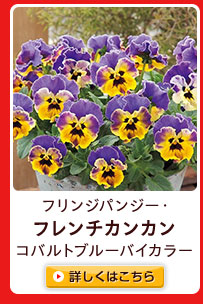 フリンジパンジー