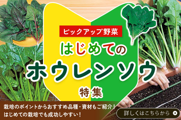 はじめてホウレンソウ