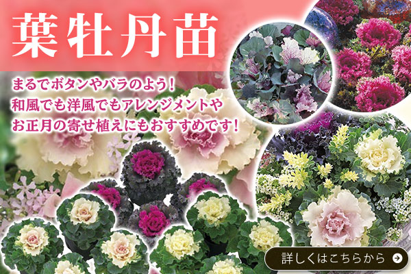 葉牡丹苗