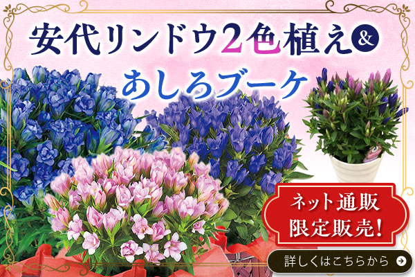 限定販売　安代リンドウ2色植え＆あしろブーケ