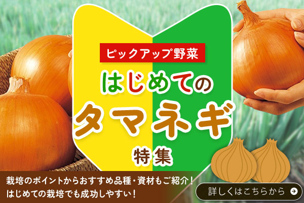 はじめてタマネギ
