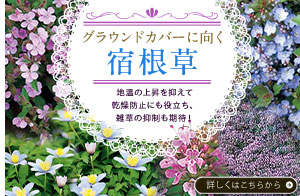 夏秋咲き宿根草