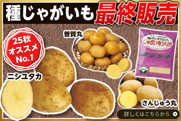 種じゃがいも最終販売