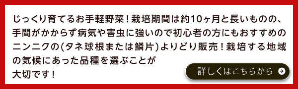 じっくり育てるお手軽野菜！