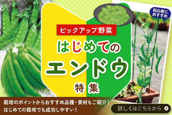 はじめてエンドウ