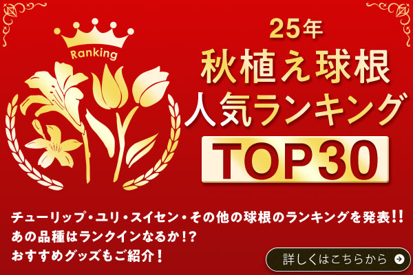 25年秋植え球根ランキングTOP30