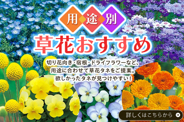 用途別草花おすすめ