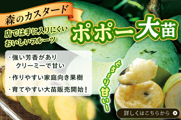 ポポー（大苗）　とろ～り甘い！