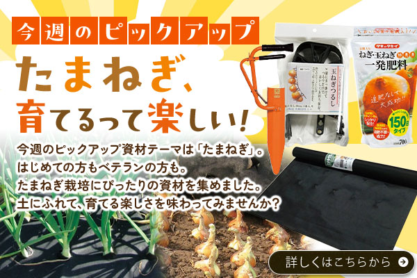 たまねぎ、育てるって楽しい！