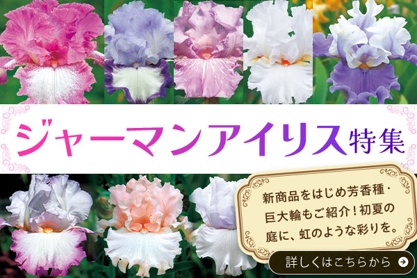 ジャーマンアイリス特集