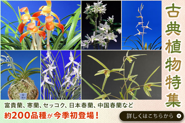 古典植物特集