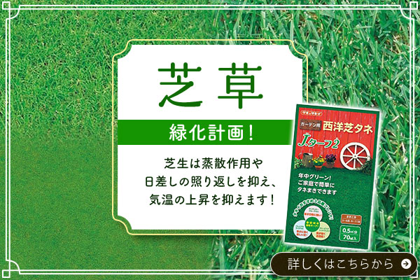 芝草