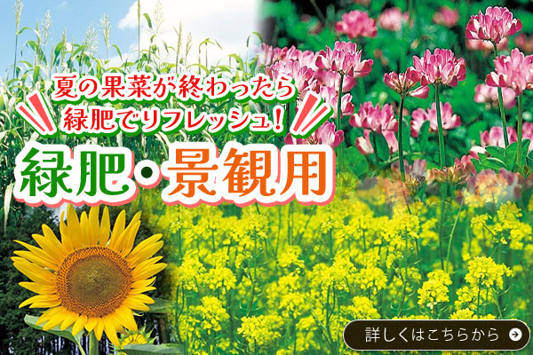 緑肥・景観用
