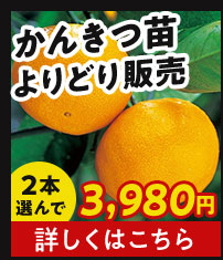 かんきつ苗よりどり販売