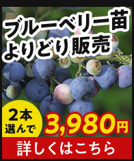 ブルーベリー苗よりどり販売