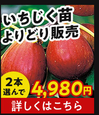 いちじく地堀苗よりどり販売