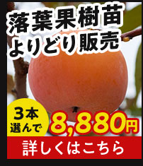 落葉果樹苗よりどり販売