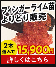 フィンガーライム苗よりどり販売
