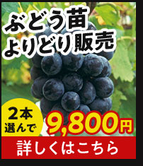 ぶどう苗よりどり販売