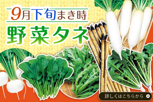 9月下旬まき野菜