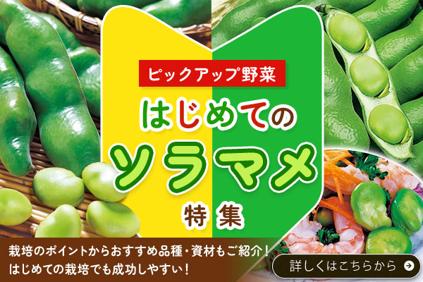 はじめてのソラマメ