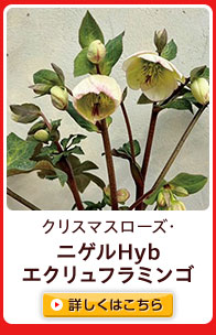 クリスマスローズ