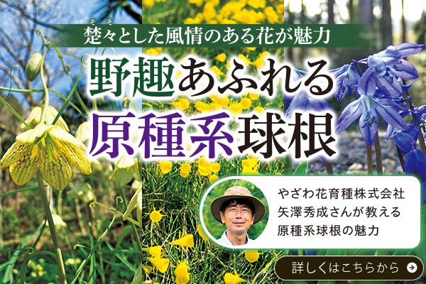 野趣あふれる原種系球根特集