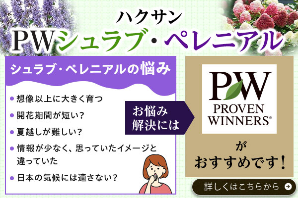 ハクサン　PWシュラブ・ペレニアル