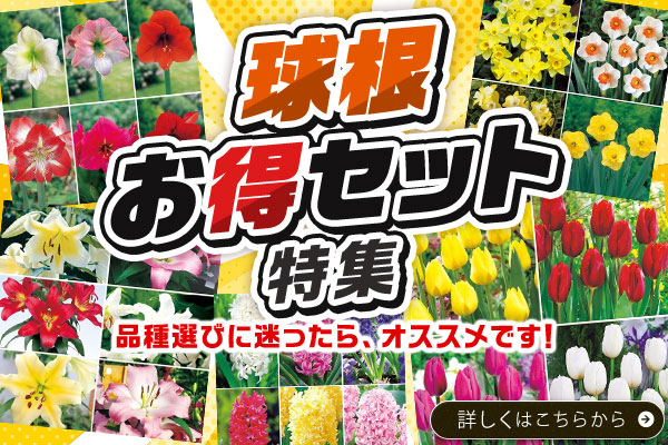 お得セット特集
