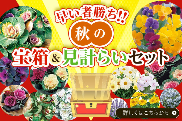 秋の宝箱＆見計らいセット特集