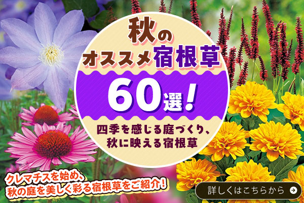 秋のオススメ宿根草60選！