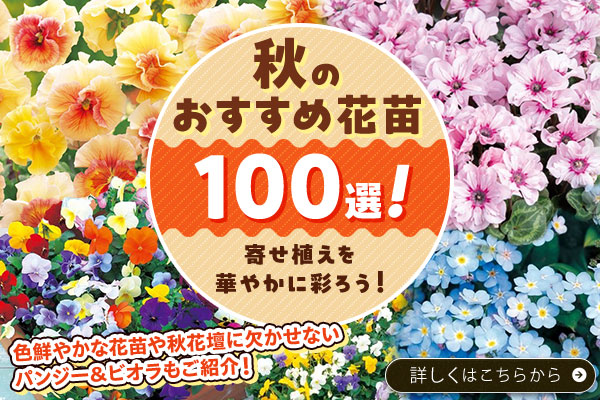 秋のオススメ花苗