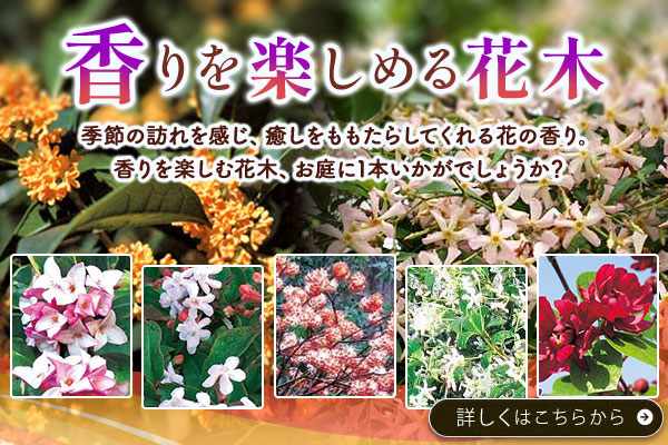 香りを楽しめる花木