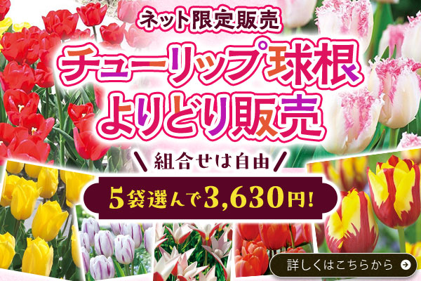 チューリップよりどり販売