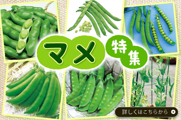 マメ特集