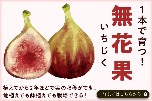 1本で育つ！無花果