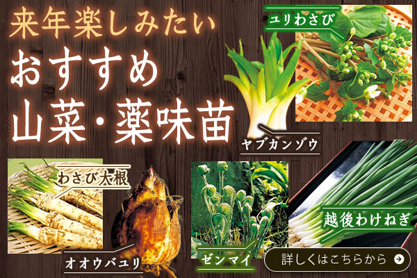 来年楽しみたいおすすめ山菜・薬味苗
