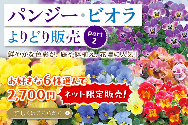 パンジービオラよりどり販売part２
