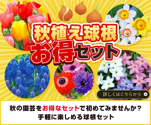 秋植え球根お得セット