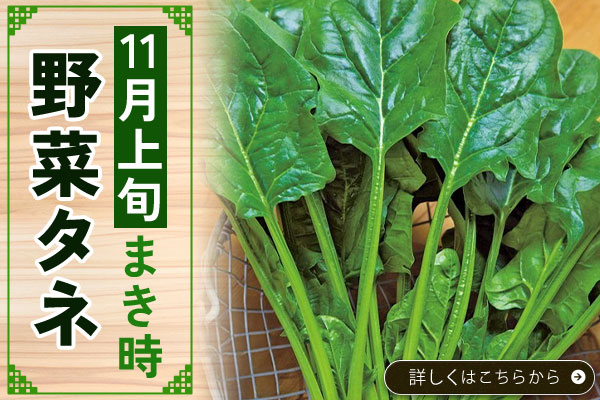 11月上旬まき時野菜タネ