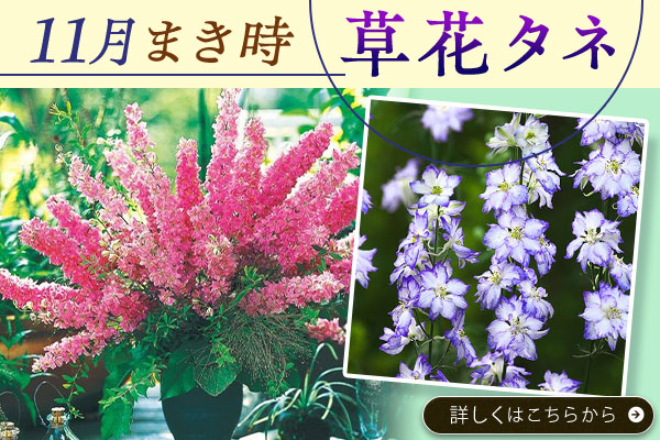 11月まき時草花タネ