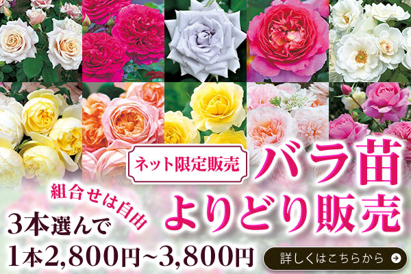 バラ苗よりどり販売