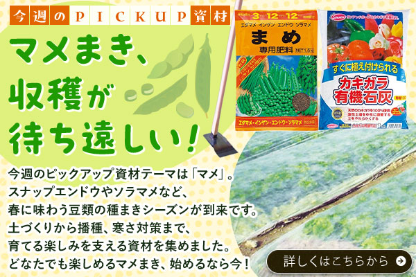 マメまき、収穫が待ち遠しい！